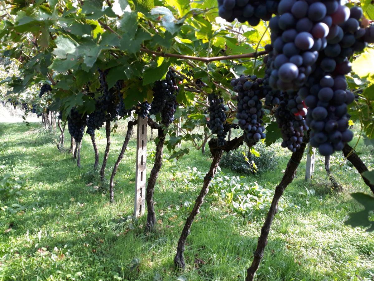 Agriturismo Villa Stella Rivoli Veronese Luaran gambar